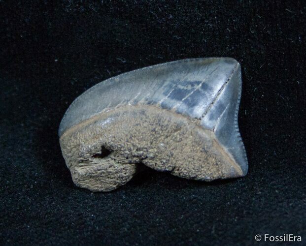 Fossil Squalicorax Tooth - North Carolina #1432